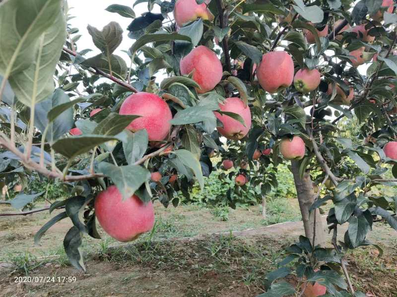 專業(yè)蘋果品種示范園